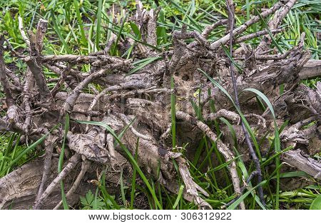 Snag In Landscape Design Of The Park. Old Tree Roots. Snag On The Background Of Nature.