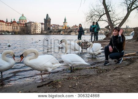 Prague, Czech, March 21, 2019: The Girl Looking At The Swans That Came Out Of The River, On The Back