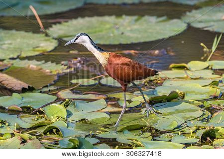 An African Jacana, Actophilornis Africanus, At Lake Panic Near Skukuza In The Mpumalanga Province Of