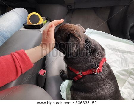 Black Pug In The Car. Girl Plays With Pugin The Front Seat Of The Car.