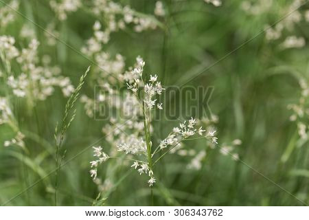 Flowers Of Snow-white Wood-rush Plants, Luzula Nivea.