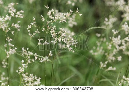 Flowers Of Snow-white Wood-rush Plants, Luzula Nivea.