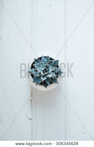 Succulent Plant On A White Wooden Table. The Location With The Ladscape Design Of Succulent Or Cactu