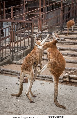 Red Australian Kangaroo In The Tokyo Zoo