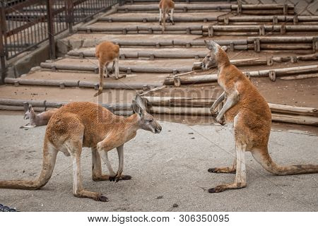 Red Australian Kangaroo In The Tokyo Zoo