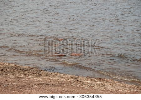 The Gulf Of Finland . Summer Sea In Clear Windless Weather. Sea Without Waves.