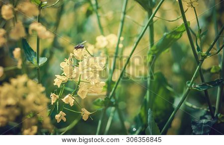A Bee Flying Over A Yellow Flower, Close-up On The Bee.  Focus On The Bee.