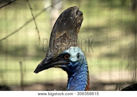 This Is A Side View Of A Cassowary