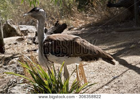 This Is A Side View Of An Australian Bustard