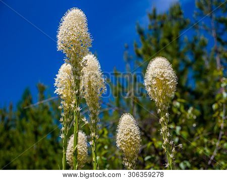 The Beargrass Is In Full Bloom In The Northern Rockies Of Montana.