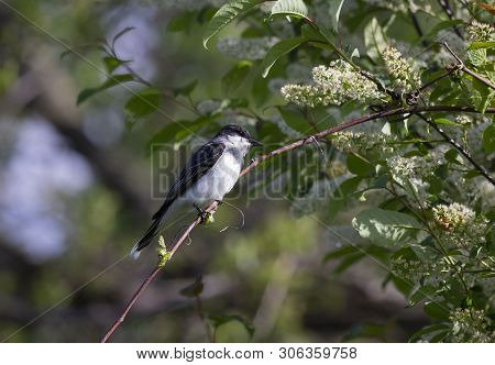 Eastern Kingbird (tyrannus Tyrannus) Sitting On A Branch Of A Bush