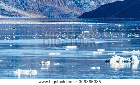 Pieces Of Ice/ Icebergs Broken From Glaciers Floating In The Tidewater Basin Inlet Of Glacier Bay Na