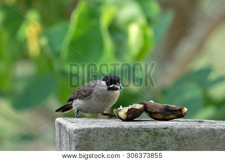Closeup Sooty-headed Bulbul Bird Is Eating Ripe Banana Isolated On Nature Background
