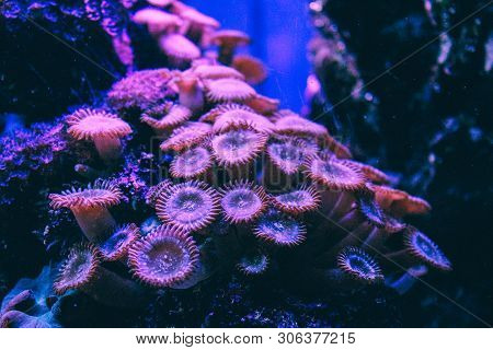 Pink Coral Reef. An Underwater Landscape With Colorful Reef In The Coral Sea.branch Coral. Great Bar