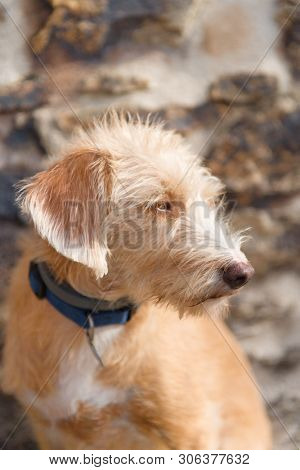 Portrait outdoor little cross breed dog against stone wall