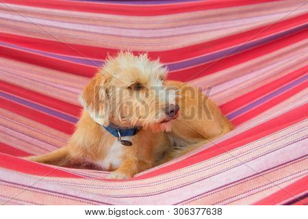 Portrait outdoor little cross breed dog in colorful striped hammock