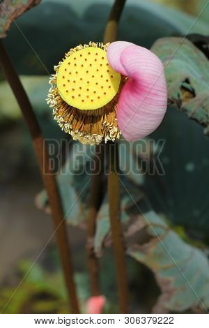 Beautiful Seed Head Of Lotus Flower On The Lake