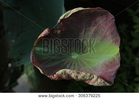 Beautiful Green Leaf Lotus Flower In The Lake