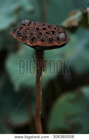 Beautiful Seed Head Of Lotus Flower On The Lake