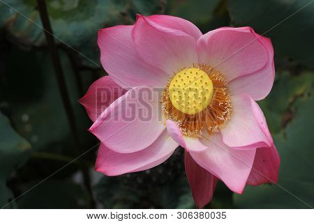 beautiful Pink Lotus Flower With Green Leafs On The Lake