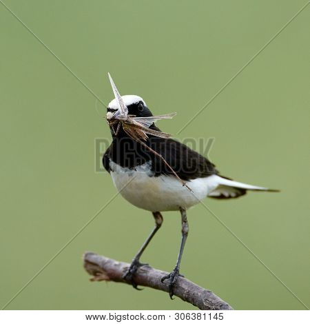 The pied wheatear (Oenanthe pleschanka) in natural habitat - male