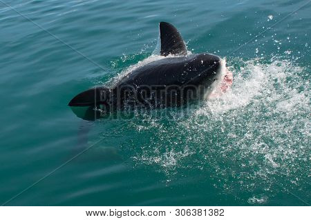 Great White Shark, Carcharodon Carcharias South Africa
