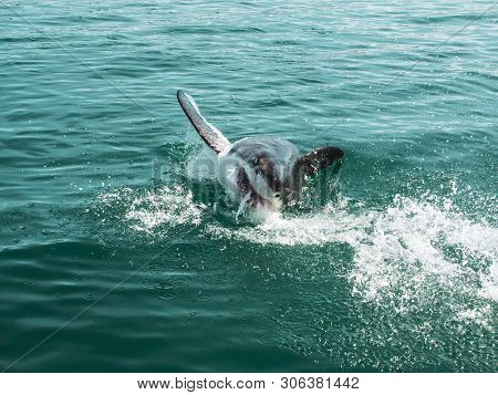 Great White Shark, Carcharodon Carcharias South Africa