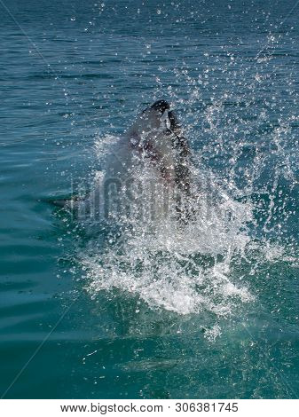 Great White Shark, Carcharodon Carcharias South Africa