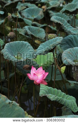 beautiful Pink Lotus Flower With Green Leafs On The Lake
