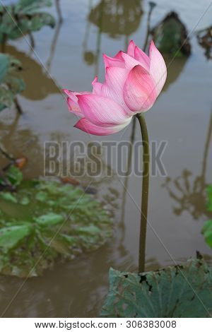 beautiful Pink Lotus Flower With Green Leafs On The Lake