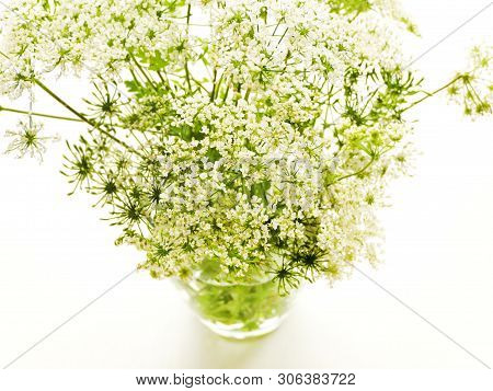 Ground Elder On White