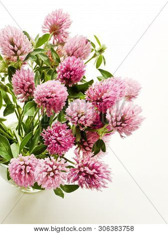 Horse Clower Flowers