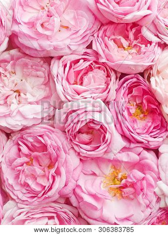 Tea Rose Background