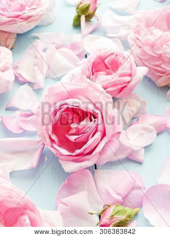 Tea Rose Background