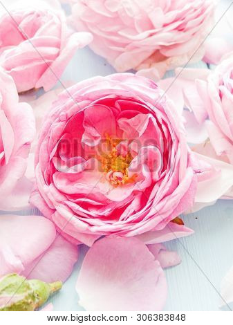 Tea Rose Background