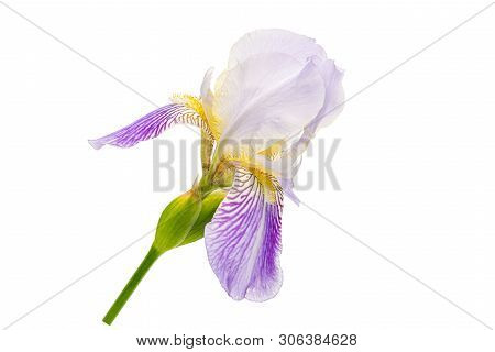 Purple Iris With No Background. Isolate On White Background
