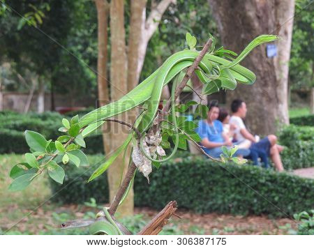 Ahaetulla Prasinus. Snake Green Whip. Several Individuals On The Branch. Zoo In Vietnam. In The Back