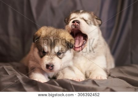 Cute Malamute Puppies Lie Half Asleep On A Gray Background For Any Purpose