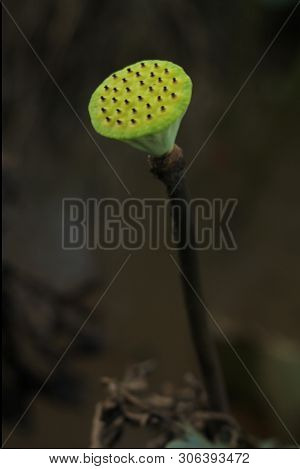 Beautiful Seed Head Of Lotus Flower On The Lake