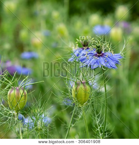 Nigella Spanish Sky Blue Flower. It Can Be Used In Medecine, Fragrant Tea, As Decoration Of Flower B