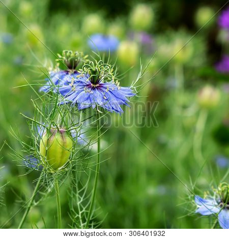Nigella Spanish Sky Blue Flower. It Can Be Used In Medecine, Fragrant Tea, As Decoration Of Flower B