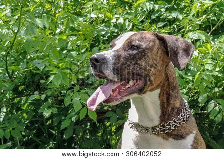 American Staffordshire Terrier Outdoor Portrait On The Background Of Green Bushes. Close-up