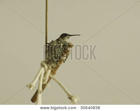 Momma Hummingbird