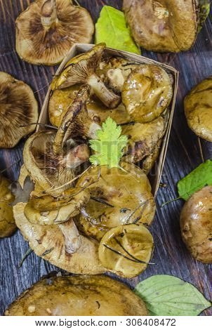 Paxillus Mushroom Underbird, Freshly Picked Mushrooms On The Table