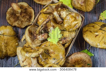 Paxillus Mushroom Underbird, Freshly Picked Mushrooms On The Table