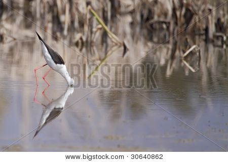 Winged Stilt