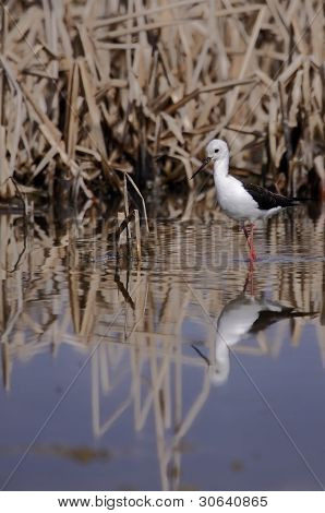 Winged Stilt