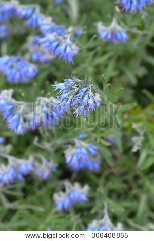Balkan Endemic Blue Flower - Latin Name - Moltkia Petraea