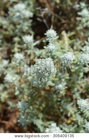 Poley Germander - Latin Name - Teucrium Polium