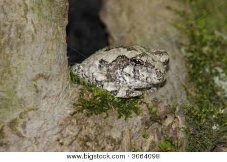 Grå løvfrø (Hyla Versicolor)